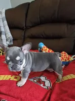 Chip, a male French Bulldog for sale in St. Louis, MO – Photo 4 of 7