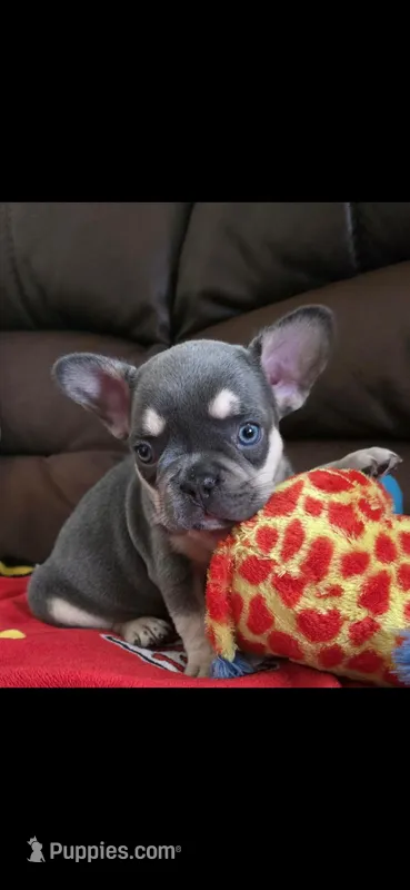 Chip – French Bulldog puppy for sale in St. Louis, MO