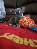 Chip, a male French Bulldog for sale in St. Louis, MO – Photo 6 of 7