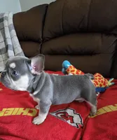 Chip, a male French Bulldog for sale in St. Louis, MO – Photo 3 of 7