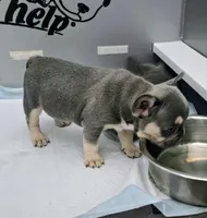 Chip, a male French Bulldog for sale in St. Louis, MO – Photo 7 of 7