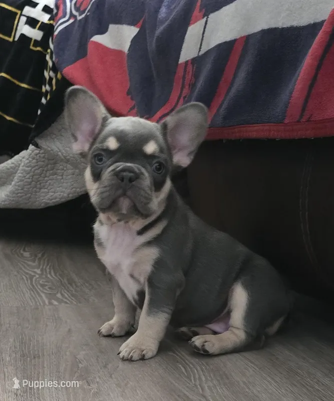 Chip – French Bulldog puppy for sale in St. Louis, MO