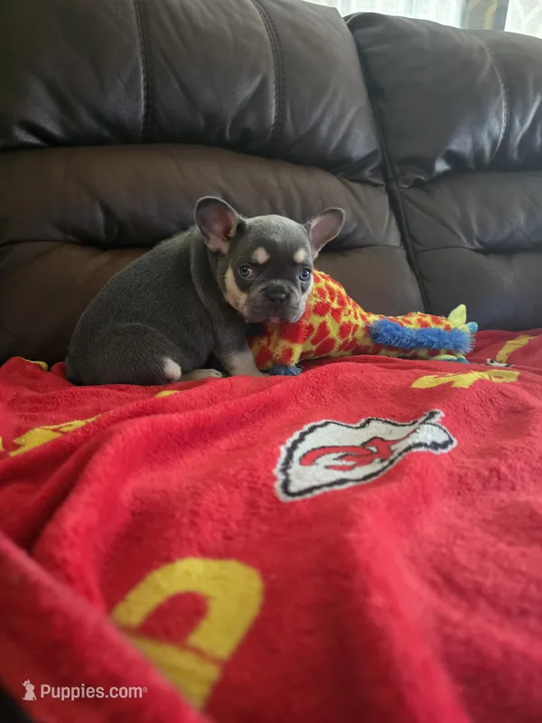 Chip – French Bulldog puppy for sale in St. Louis, MO