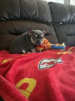 Chip, a male French Bulldog for sale in St. Louis, MO – Photo 1 of 7