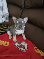 Chip, a male French Bulldog for sale in St. Louis, MO – Photo 2 of 7