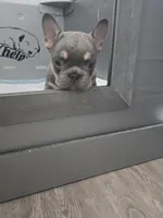 3 boys, a male French Bulldog for sale in St. Louis, MO – Photo 7 of 10