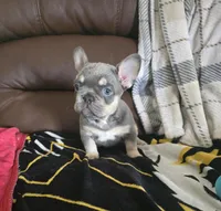 Blue, a male French Bulldog for sale in St. Louis, MO – Photo 4 of 7