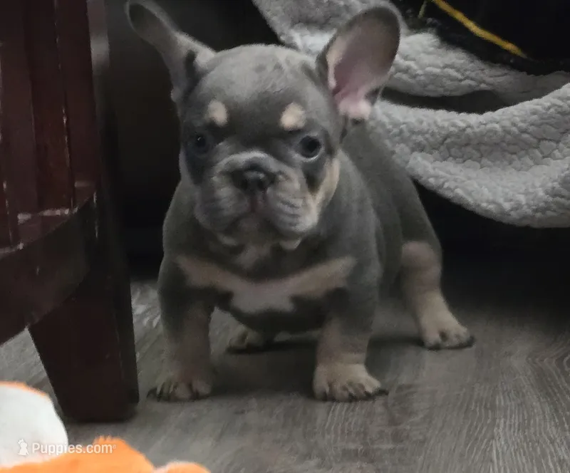 Blue – French Bulldog puppy for sale in St. Louis, MO