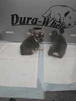 3 boys, a male French Bulldog for sale in St. Louis, MO – Photo 8 of 10