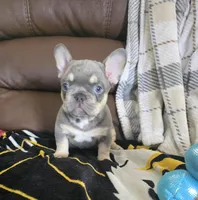 Blue, a male French Bulldog for sale in St. Louis, MO – Photo 2 of 7