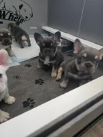 3 boys, a male French Bulldog for sale in St. Louis, MO – Photo 9 of 10