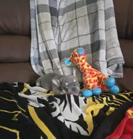 Blue, a male French Bulldog for sale in St. Louis, MO – Photo 5 of 7