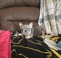 Blue, a male French Bulldog for sale in St. Louis, MO – Photo 3 of 7
