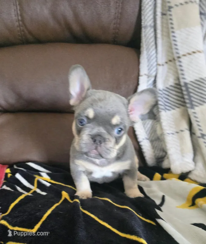 Blue – French Bulldog puppy for sale in St. Louis, MO