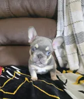 Blue, a male French Bulldog for sale in St. Louis, MO – Photo 1 of 7