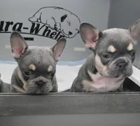 3 boys, a male French Bulldog for sale in St. Louis, MO – Photo 2 of 10