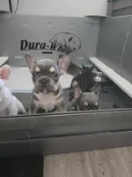 3 boys, a male French Bulldog for sale in St. Louis, MO – Photo 10 of 10