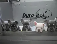 3 boys, a male French Bulldog for sale in St. Louis, MO – Photo 3 of 10