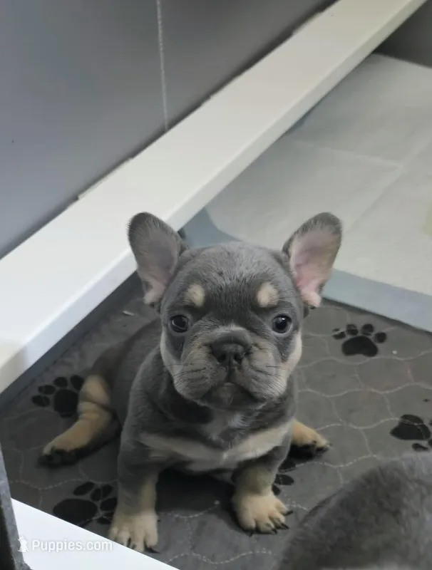 3 boys – French Bulldog puppy for sale in St. Louis, MO