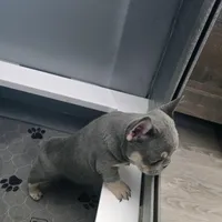 3 boys, a male French Bulldog for sale in St. Louis, MO – Photo 5 of 10