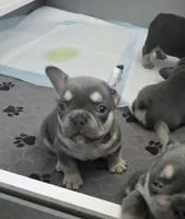 3 boys, a male French Bulldog for sale in St. Louis, MO – Photo 4 of 10