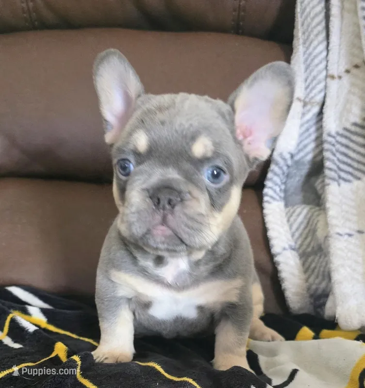 Blue – French Bulldog puppy for sale in St. Louis, MO