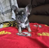 Mac, a male French Bulldog for sale in St. Louis, MO – Photo 2 of 7