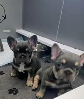 Mac, a male French Bulldog for sale in St. Louis, MO – Photo 7 of 7