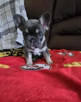 Mac, a male French Bulldog for sale in St. Louis, MO – Photo 6 of 7