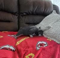 Mac, a male French Bulldog for sale in St. Louis, MO – Photo 4 of 7