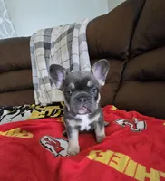 Mac, a male French Bulldog for sale in St. Louis, MO – Photo 5 of 7