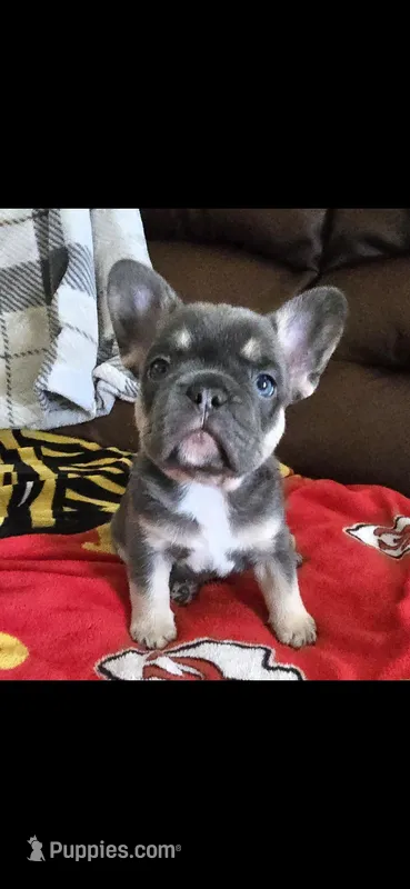 Mac – French Bulldog puppy for sale in St. Louis, MO