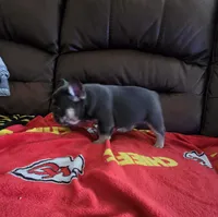 Mac, a male French Bulldog for sale in St. Louis, MO – Photo 3 of 7