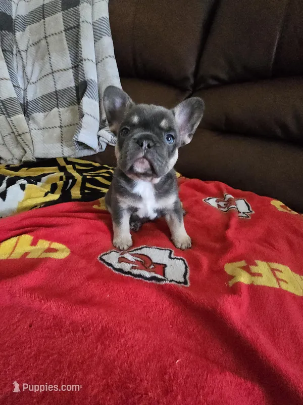 Mac – French Bulldog puppy for sale in St. Louis, MO