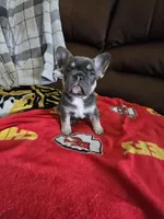 Mac, a male French Bulldog for sale in St. Louis, MO – Photo 1 of 7