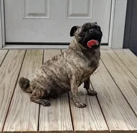 Cora, a female Pug for sale in East Bernstadt, KY – 4 of 8
