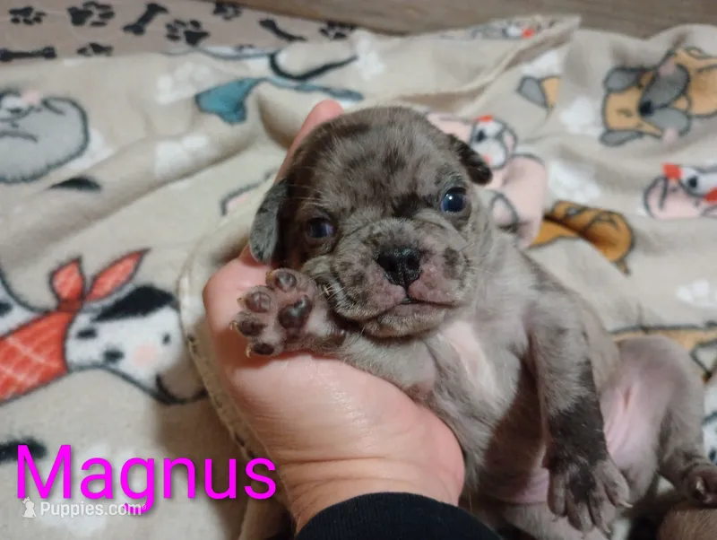 Magnus – Pug puppy for sale in East Bernstadt, KY