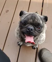 Cora, a female Pug for sale in East Bernstadt, KY – 8 of 8