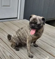 Cora, a female Pug for sale in East Bernstadt, KY – 3 of 8
