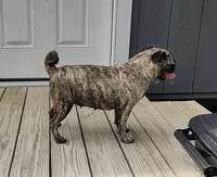 Cora, a female Pug for sale in East Bernstadt, KY – 5 of 8