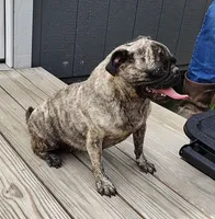 Cora, a female Pug for sale in East Bernstadt, KY – 2 of 8