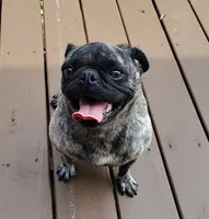 Cora, a female Pug for sale in East Bernstadt, KY – 6 of 8