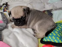 Logan, a male Pug for sale in East Bernstadt, KY – 2 of 2