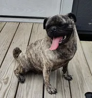 Cora, a female Pug for sale in East Bernstadt, KY – 1 of 8