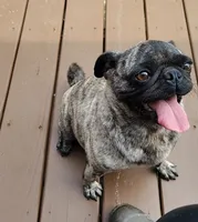 Cora, a female Pug for sale in East Bernstadt, KY – 7 of 8
