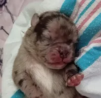 Magnus , a male Pug for sale in East Bernstadt, KY – 1 of 5