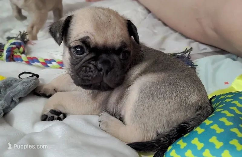 Logan – Pug puppy for sale in East Bernstadt, KY