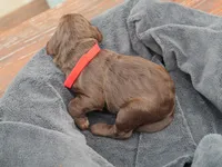 Thorn O'Sally, a male Labradoodle for sale in McMinnville, TN – Photo 2 of 2