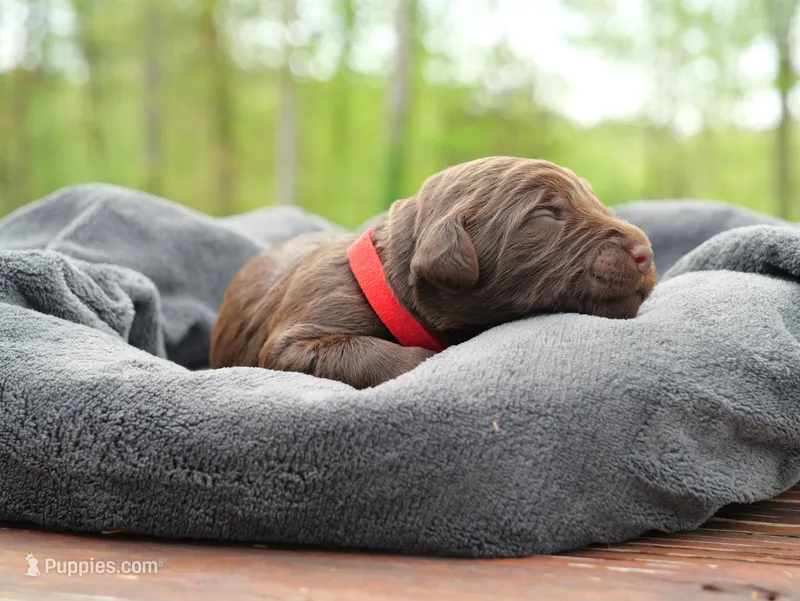 Thorn O'Sally – Labradoodle puppy for sale in McMinnville, TN