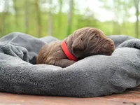 Thorn O'Sally, a male Labradoodle for sale in McMinnville, TN – Photo 1 of 2